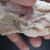 Calcite rose, Lost Mine, Eganville, Ontario