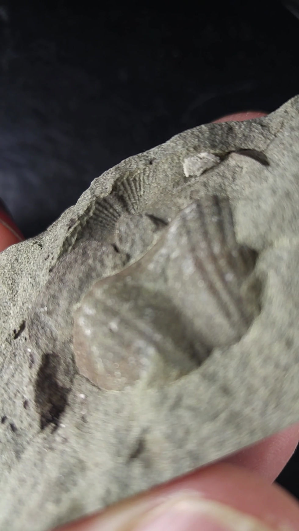 Brachiopode, Mucrospirifer gaspensis, Gaspésie, QC