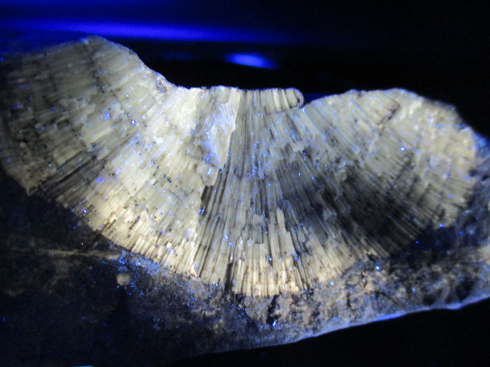 Miniature : Fossile de Bryozoaire, Prasopora, Région de la Capitale Nationale, Québec