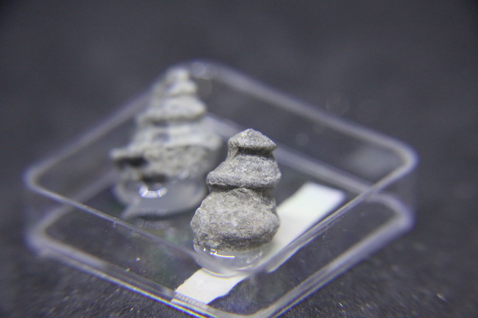 Miniature : Gastéropodes