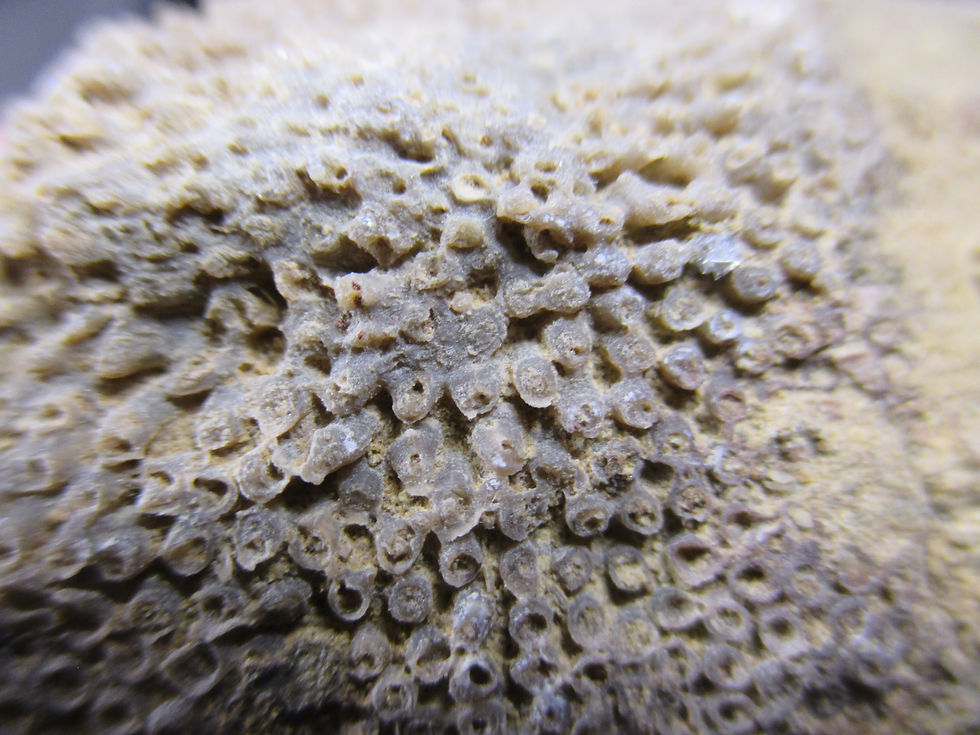 Miniature : Corail Favosite, Gaspésie