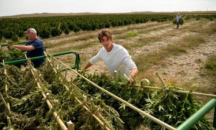 Business is Booming: North American Marijuana Sales Up 30% in 2016