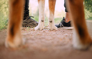 low angle view of dog paws and woman and