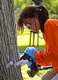 Trained Atlanta Arborists