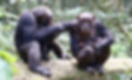Chimp_1_LiranSamuni_TaiChimpanzeeProject.jpg