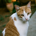 Orange Tabby Cat