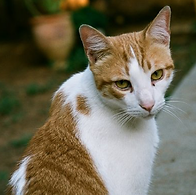 Orange Tabby Cat