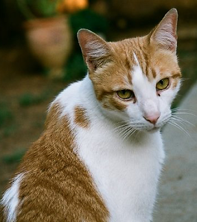 Orange Tabby Cat