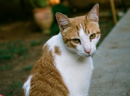 Orange Tabby Cat