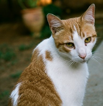 Oranje Gestreepte kat