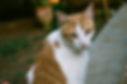 cat sitting ely
