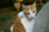 chat communautaire