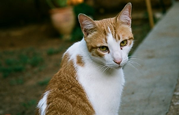 Orange Tabby Cat