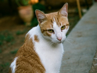 Orange Tabby Cat