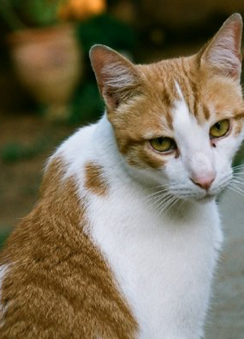 Orange Tabby Cat