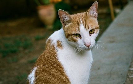 Orange And White Cat