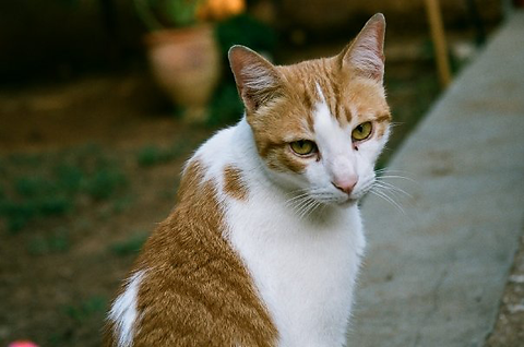Orange Tabby Cat