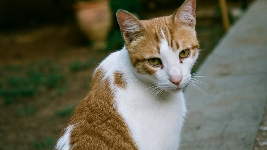 So You've Decided You Want a Cat..... What Next?