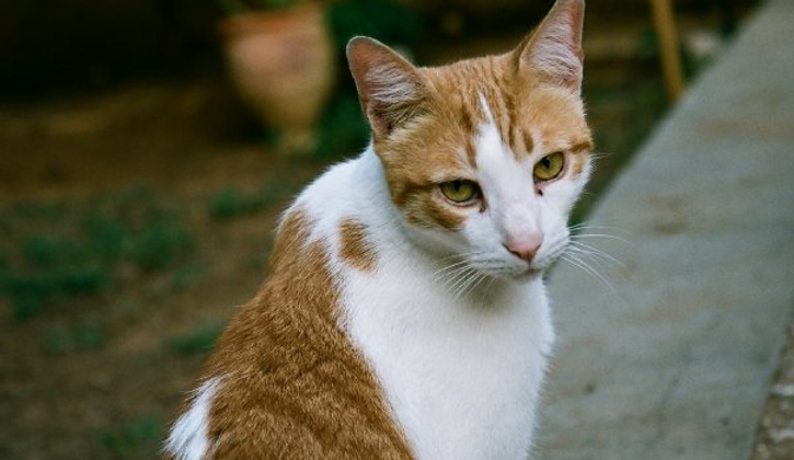Orange Tabby Cat