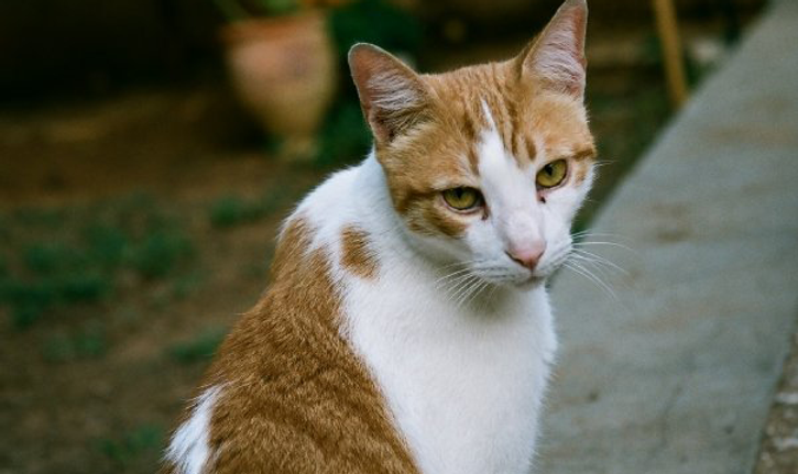 Orange Tabby Cat
