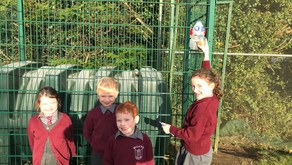 Bird Feeders