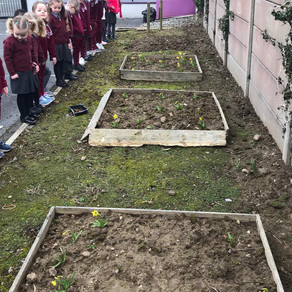 Planting daffodils for spring.