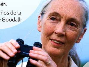 ¡Feliz 86 cumpleaños Dra. Goodall!