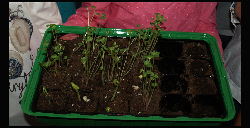 plantas