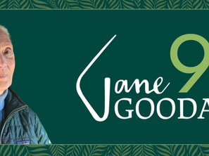 ¡La Dra. Jane Goodall cumple 90 años!