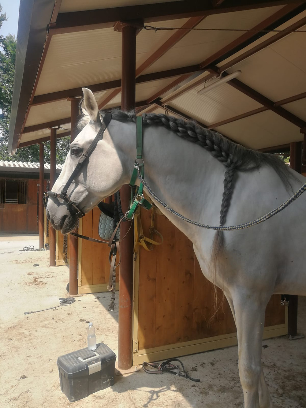 Cavalli Attori