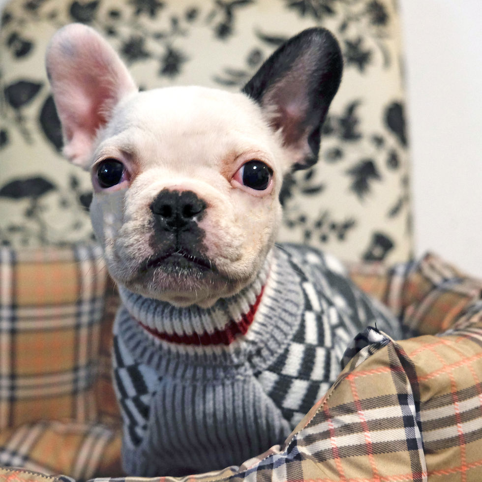 Bulldog Francese Milano