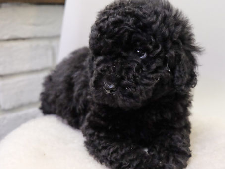 Disponibilità cuccioli a Milano maggio/giugno