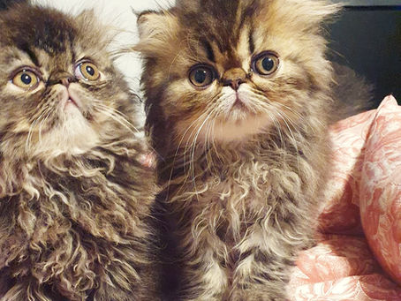 Cuccioli disponibili Maggio 2020