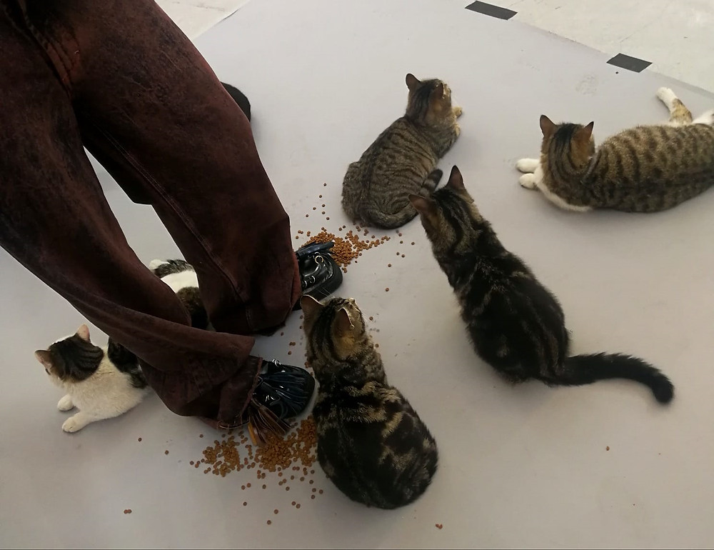 Dust Magazine cats