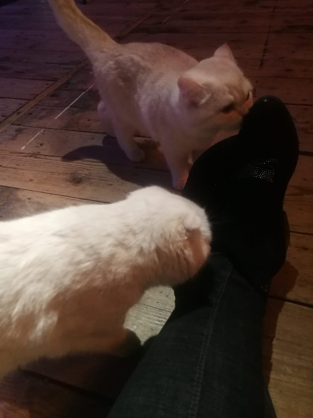Gatti Addestrati per eventi