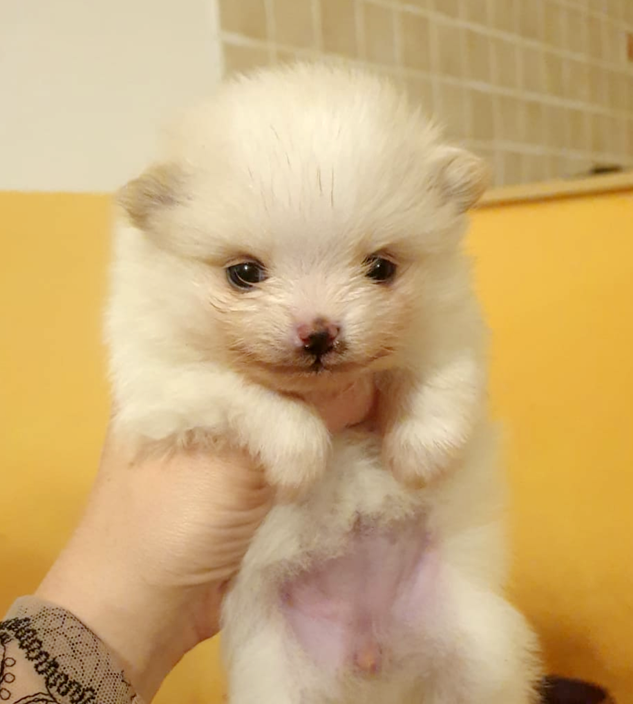 Cuccioli di Spitz Milano