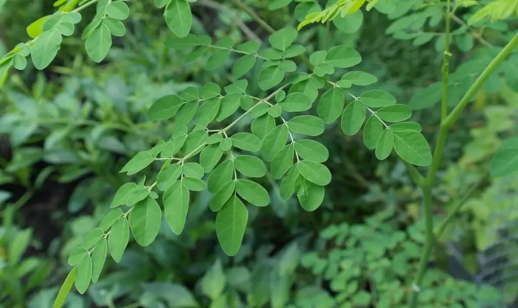 Moringa