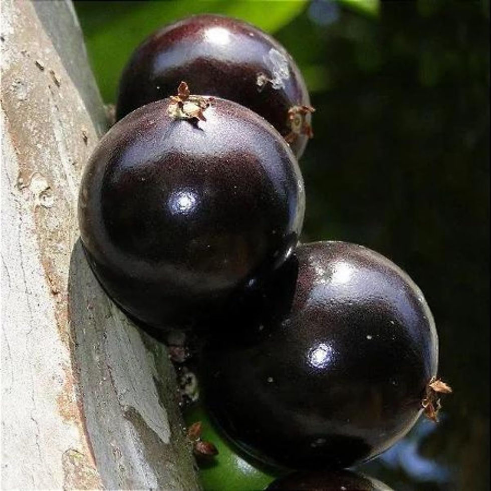 Miniatura: Muda De Jabuticaba Hibrida Bem Desenvolvida - Prestes A Produzir