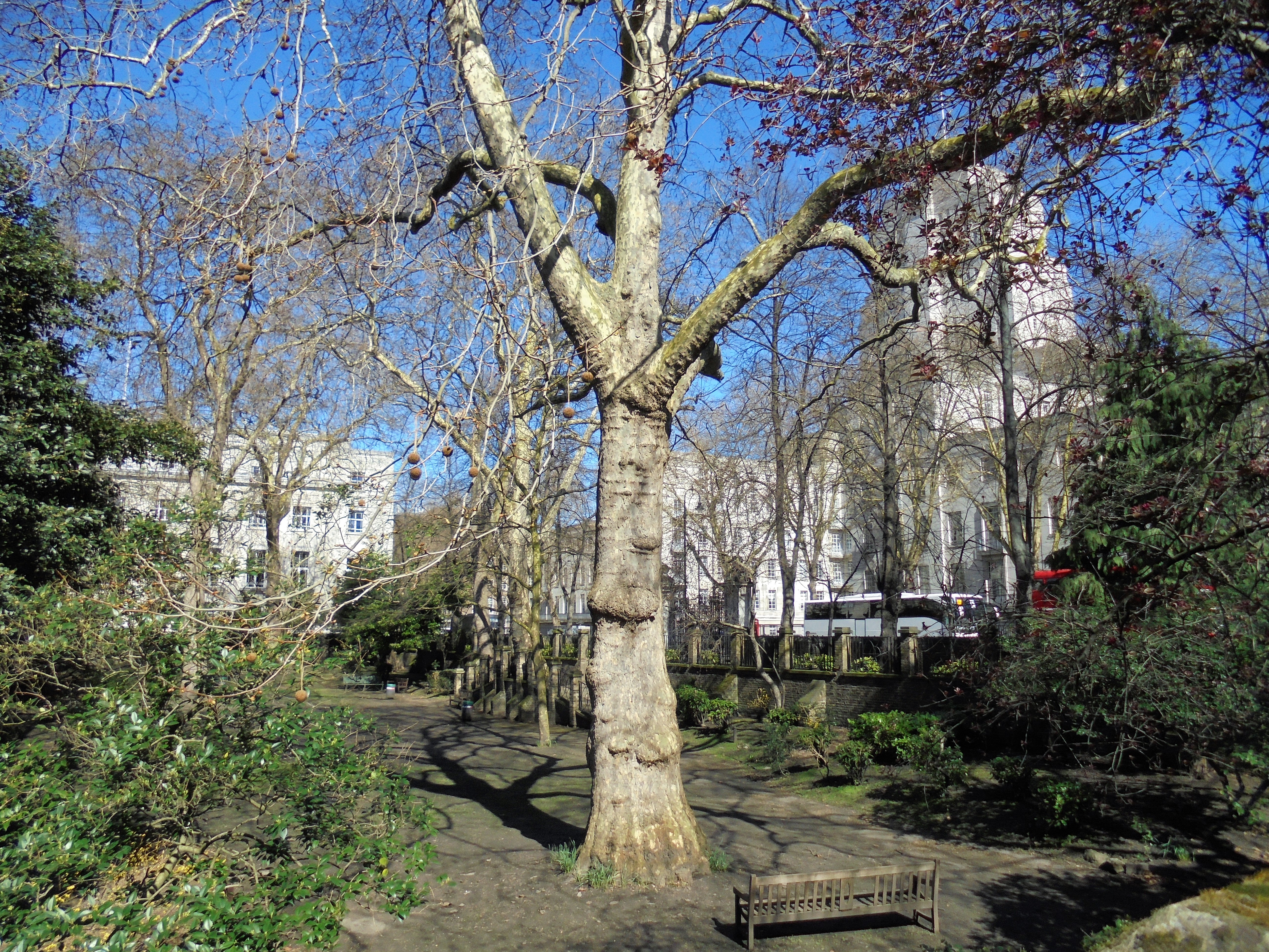 Malet Street Gardens