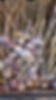 Innisfail Growers Garlic.jpg