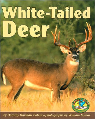 White Tailed Deer by Dorothy Hinshaw