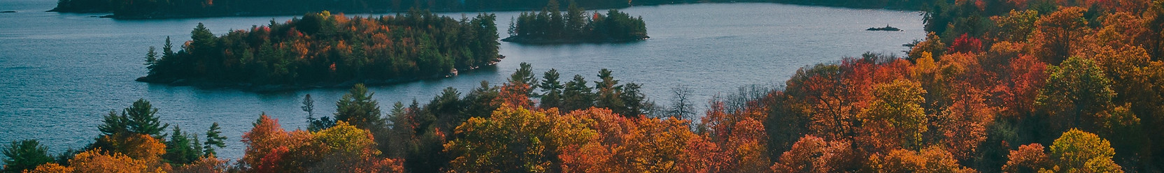 green and brown trees near body of water