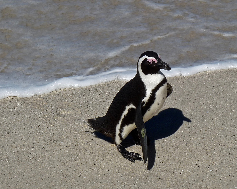 African penguin at Boulders Beach, South Africa