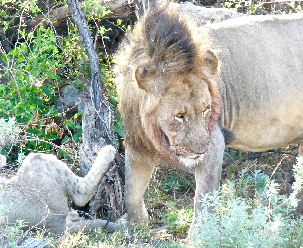 #Lion in #Madikwe Game Reserve
