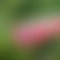 Healing In Community