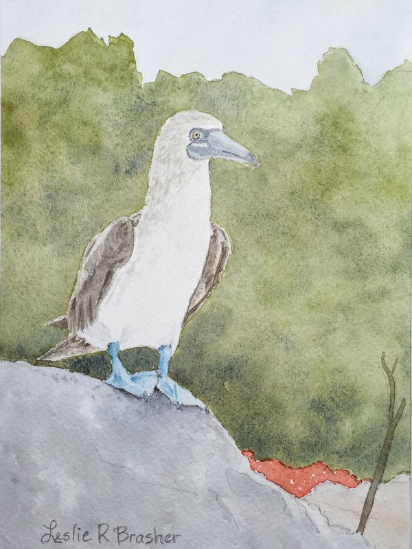 rsz_blue_footed_booby