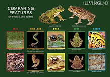 FROG V TOAD SIGN V2 a.jpg