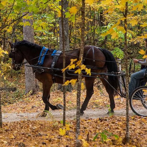 Equine therapy gives UW-Stout clinical mental health students skills to support clients’ growth