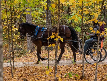 Equine therapy gives UW-Stout clinical mental health students skills to support clients’ growth