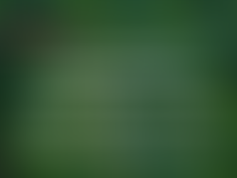 Environmental Series: The City for the Trees - March 24th